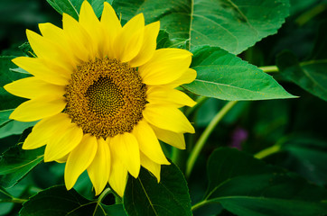 Large flower blooming sunflower on a background of green leaves