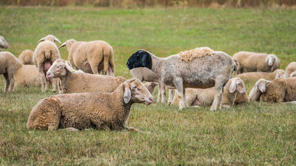  Flock of sheep on a meadow