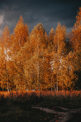 Fototapeta premium autumn trees and blue sky