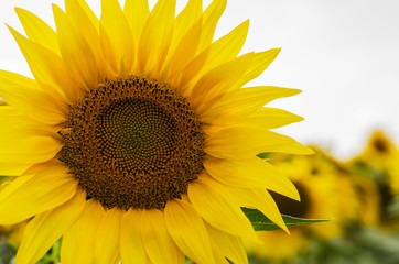 Beautiful sunflower closeup on a sunny day