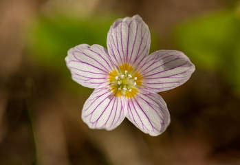 Fototapeta premium closeup of purple flower