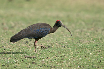 Glossy Ibis near Waterbody at Bera,Rajasthan,India