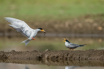 River Tern feeding near Waterbody at Bera,Rajasthan,India