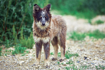 stray dog in search of food and home
