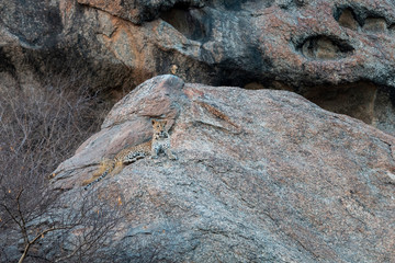 Leopard sitting on a rocky cliff  at Bera,Rajasthan,India