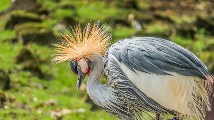 Black crowned crane with a beautiful hairstyle