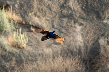 Peacock In Flight seen at Bera,Rajasthan,India
