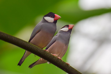 Tropical birds on a branch