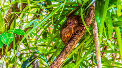 Hidden, sweet tarsier on a tree in the philippines