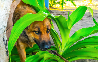 Friendly dog hiding behind green leaves in the philippines