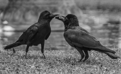 Ravens couple in a park in Thailand