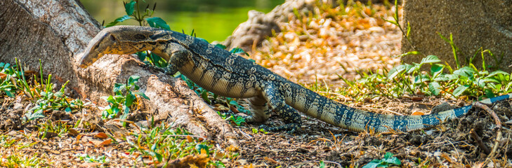 Lizard in Lumpini Park in Bangkok