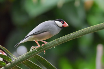 Tropical birds on a branch