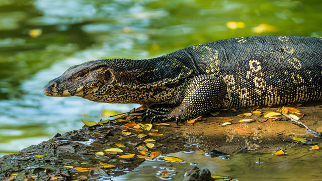 Lizard in Lumpini Park in Bangkok