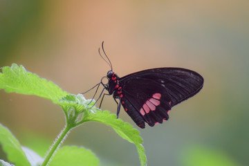 Tropical butterfly, macro close-up