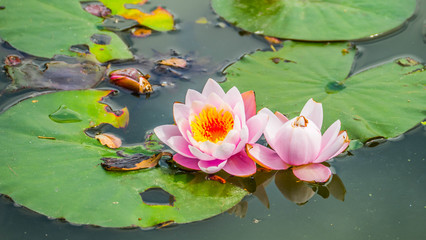 Beautiful lotus flower on a pond with green leaves