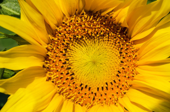 Close-up of a beautiful blooming sunflower