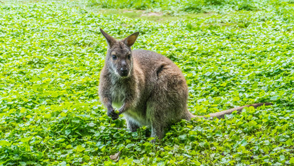 Naklejka na ściany i meble Cute, funny kangaroo looking in the camera