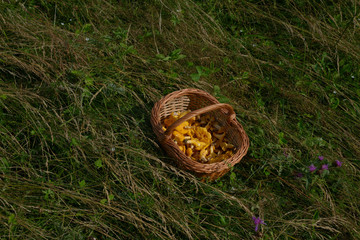 basket of nature 