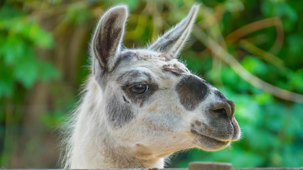 Fototapeta premium Funny close-up of a llama