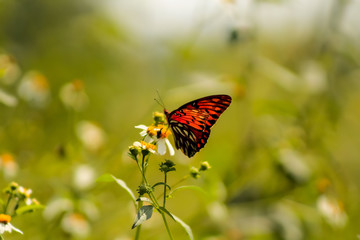 Monarch