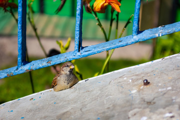 Birds on the bridge during the day