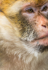 Portrait of a monkey in closeup