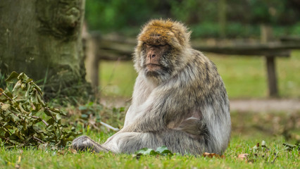Portrait of a monkey in closeup