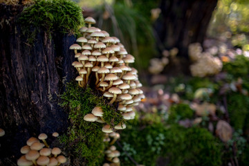 Pilz Schwefelkopf am Baum
