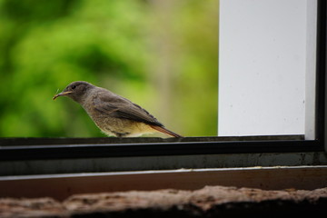 Vogel, Rotschwanz