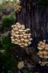 Pilz Schwefelkopf an Baumstumpf im Herbst