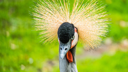 Black crowned crane with a beautiful hairstyle and a stunning look