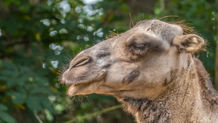 Sweet camels in the zoo in closeup