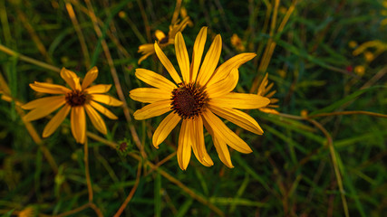Weed called the mexican sunflower