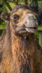 Sweet camels in the zoo in closeup