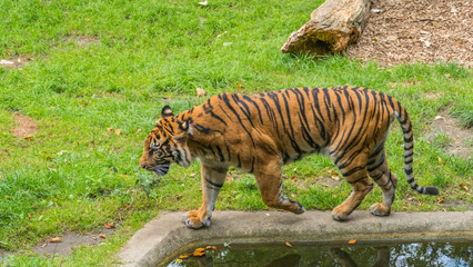 Naklejka na ściany i meble Running tiger in a zoo