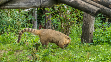 Small coati is sniffing and running in his area