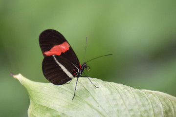 Tropical butterfly, macro close-up