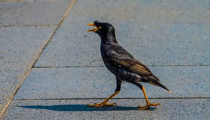 Javan Myna bird on the street in Singapore