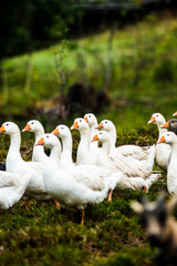 goose bird christmas geese © Jil