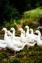 Obraz premium goose bird christmas geese