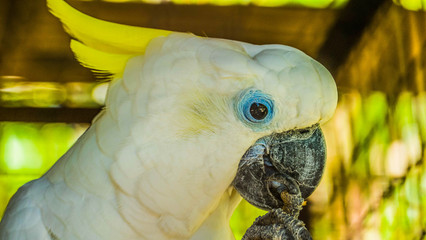Close up photo of a white cockatoo with blue eyes