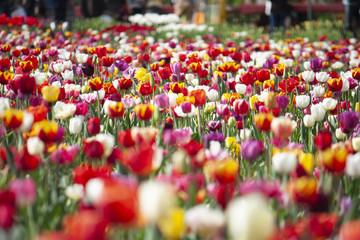 Italian field of tulips, color moment in the city