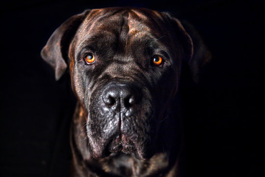 Italian Cane Corso, art of orange eyes