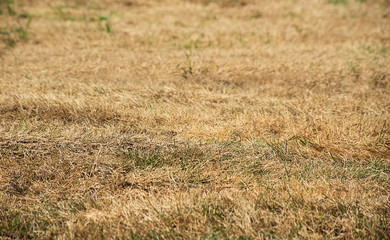 Field with dry yellow grass