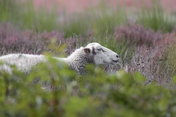 Sheep on the heath in autumn