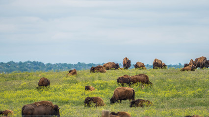 Buffalo herd on a field in the USA