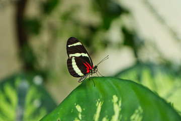 schmetterling