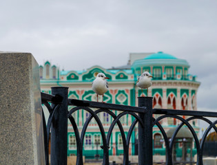 Two seagulls on the parapet against the background of an ancient mansion.