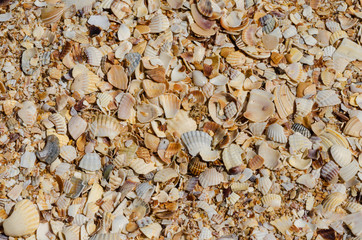 Background with many seashells, beach